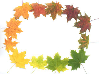 colorful autumn maple leaf isolated on white background