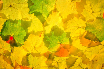 Autumn leaves of grapes