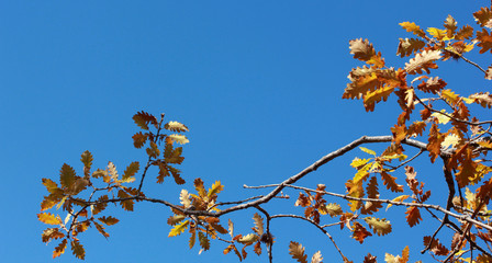 yellow oak leaves in the fall
