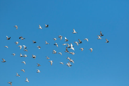flock of speed racing pigeon flying against clear blue sky