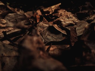 natura