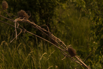 dragonfly on grass