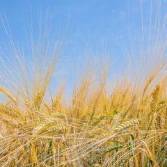 golden field of wheat and sunny day. ears wheat or rye close up, against the sky. Copy space. Close up photo of nature. Idea concept rich harvest.