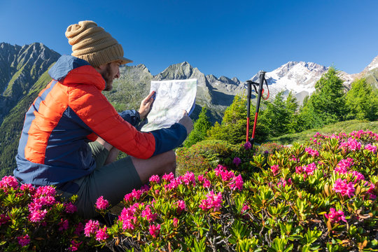 Hiker surrounded by rhododendrons looks at map, Scermendone Alp, Sondrio province, Valtellina, Rhaetian Alps, Lombardy