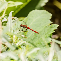 Pretty dragonfly on sunny leaf