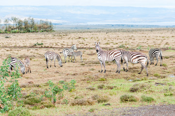 Fototapeta na wymiar zebra kenya