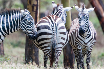 zebra kenya