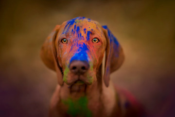 dog colors