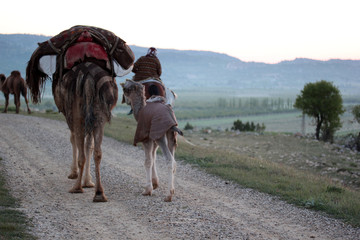 nomadic people with animals