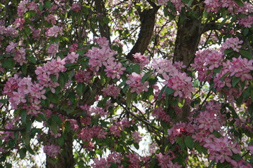 Beautiful apple tree