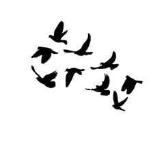  silhouette of flocks of birds flying