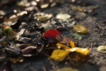 autumn leaves on the ground