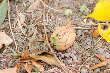 Walnuts on the green grass background