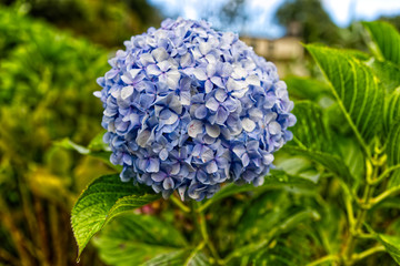 Hortensie hydrangeas blau blue