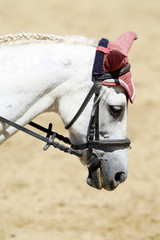 Side view portrait close up of a beautiful sport horse under saddle on natural background, equestrian sport