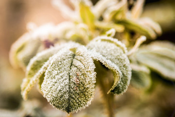 frozen last autumn leaves in ice crystals on the tree. Vignette is made for artistic effect