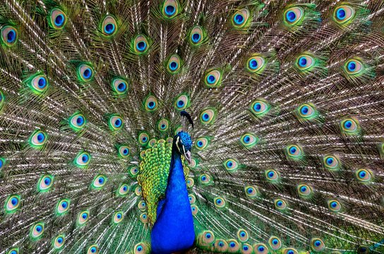 Peacock in natural conditions. One can see a beautiful bird coloring.