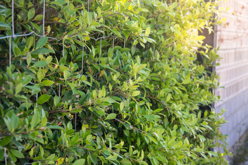 Green leaf wall background