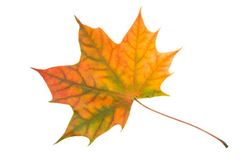 Autumn maple leaf isolated on white background