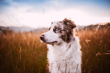 dog with blue eyes