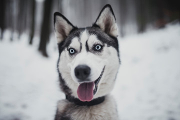 husky