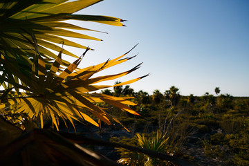 sunset in the jungle