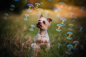 dog with bubbles