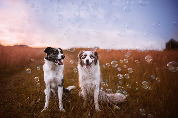 two dogs bubbles