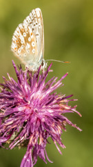 Fototapeta na wymiar Smartphone HD wallpaper of Gossamer-winged butterfly macro on flower