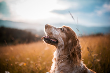 sunny dog