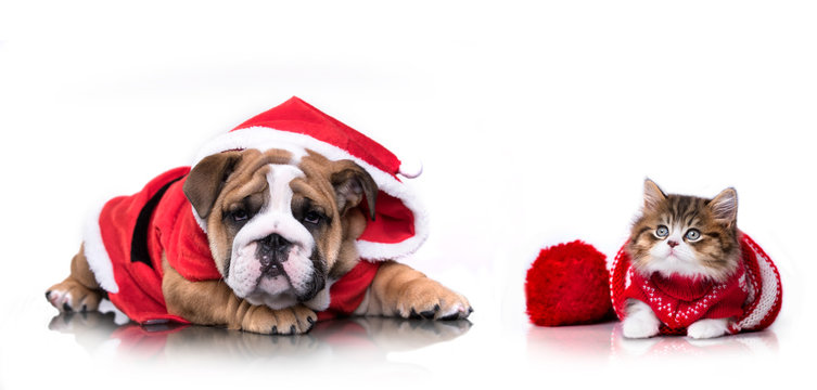dog and cat and kitens wearing a santa hat, Christmas dog and cat