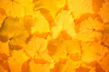 Naklejka na ściany i meble background of orange grape leaves