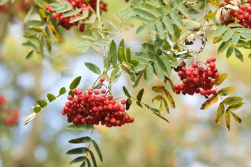 czerwone owoce jarzębiny na gałęzi
