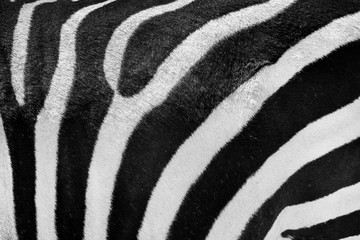 Fototapeta na wymiar Zebra skin or fur real black and white texture or background