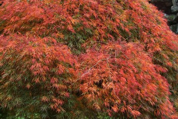 klonik japoński z czerwonymi liśćmi