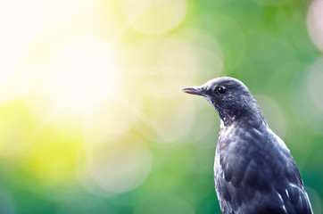 Amsel