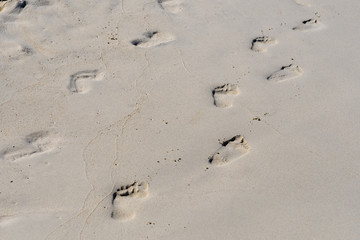 Fototapeta na wymiar Footprints of bare children's feet on the wet sand on the beach