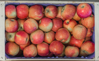 Fresh apples'Fuji' variety in a wooden crate grown in the apple country South Tyrol, northern Italy. Apple suitable for cakes.