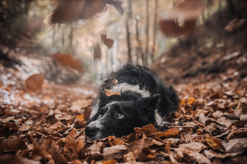 autumn dog