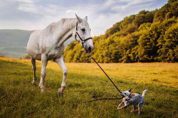dog and a horse