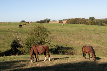 Pferde auf der Koppel in der Hügellandschaft