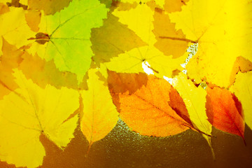 Naklejka na ściany i meble Bright and colorful autumn leaves