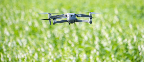 A navigating drone is tracing the farm to monitor the growth of sesame crops in the morning, Technology 4.0 concept