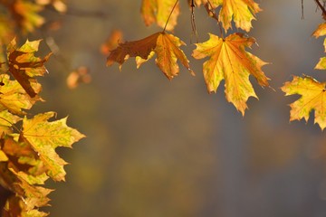 Naklejka na ściany i meble Autumn maple leaves in the sun and blurred trees. Autumn background.