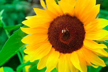 sunflower with bumblebee or bee in the summer