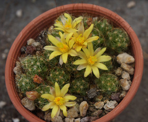 Fototapeta na wymiar Cactus fiorito, Mamillaria surculosa