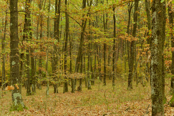 A beautiful autumn afternoon in the park.