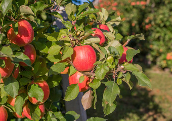 ripe pink lady apples variety on a apple tree at South Tyrol in Italy. Harvest time in apple country South Tyrol. Selective focus