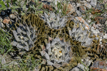 Ariocarpus retusus