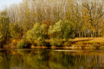 Fototapeta na wymiar River Great Morava in Cuprija town. Autumn, sunny day, forest near the river